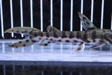 画像3: 【淡水魚】【通販】激レア タイガーシャベルノーズキャット コロンビア メタ河産 ワイルド【1匹 サンプル画像】(±13cm)(生体)(熱帯魚)NKO (3)