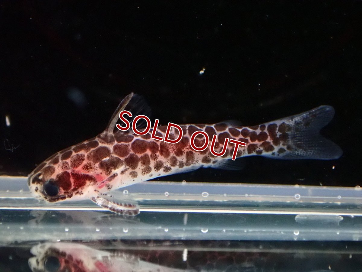 画像1: 【淡水魚】大特価 レオパードタティア【1匹 サンプル画像】(ナマズ)(生体)(熱帯魚)NK (1)