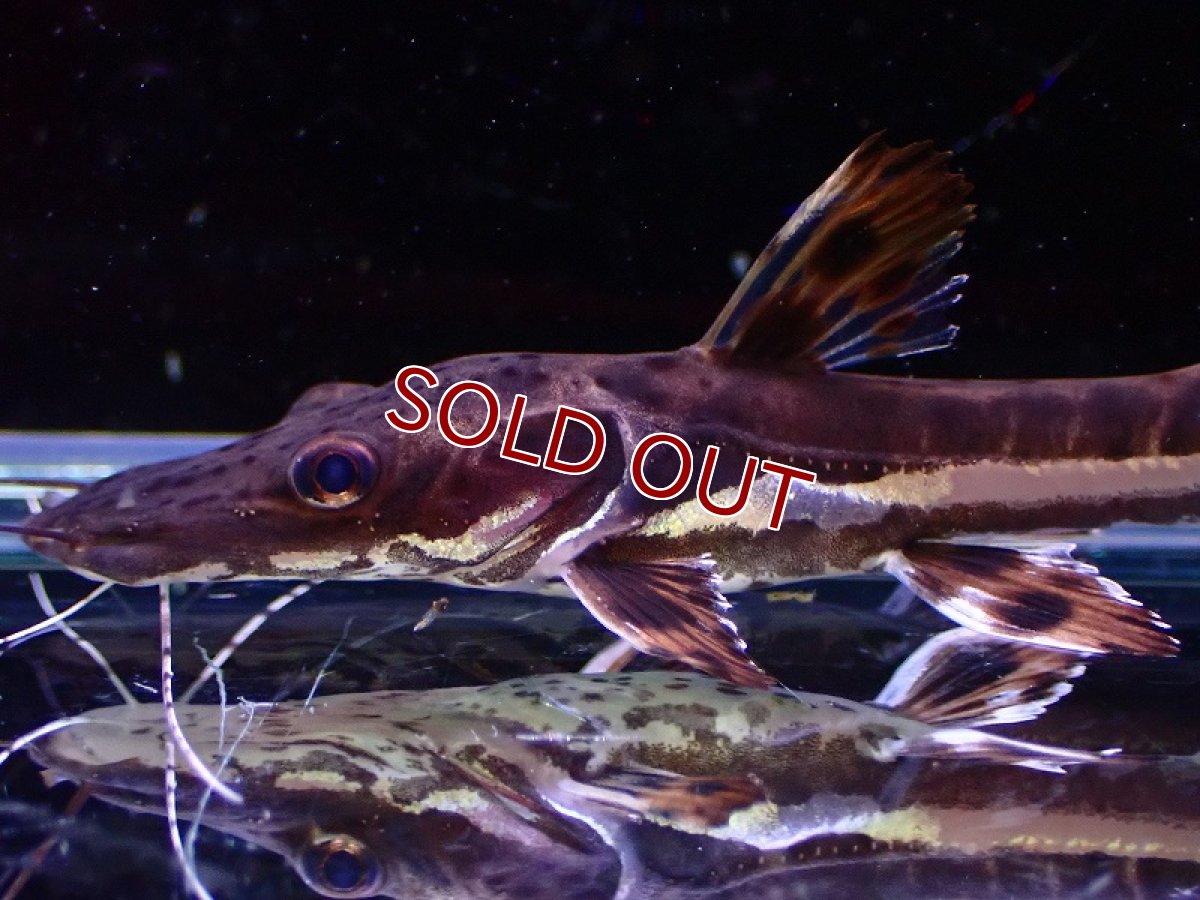 画像2: 【淡水魚】マーブルタイガーシャベルノーズキャット【1匹 サンプル画像】(±5cm)(大型魚)(生体)(熱帯魚)NKO (2)