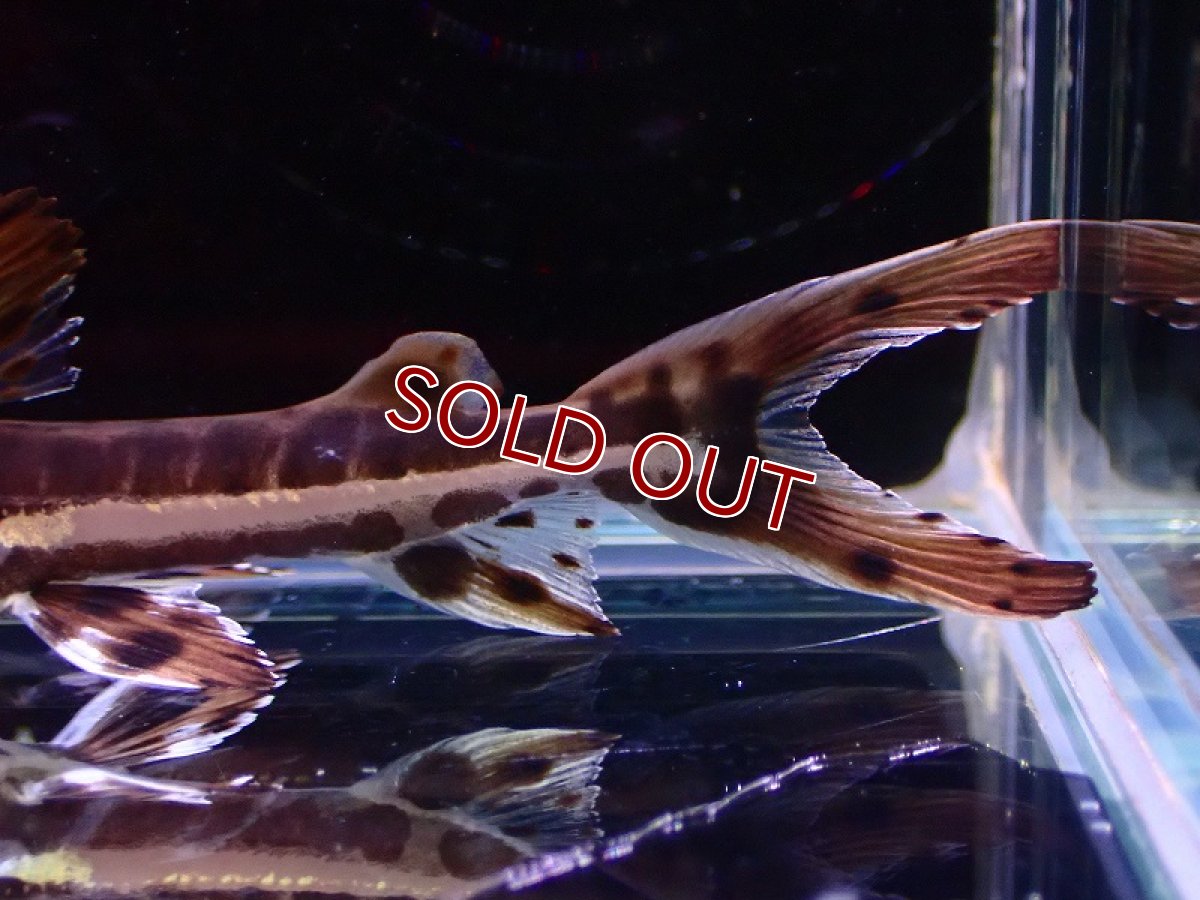 画像3: 【淡水魚】マーブルタイガーシャベルノーズキャット【1匹 サンプル画像】(±5cm)(大型魚)(生体)(熱帯魚)NKO (3)