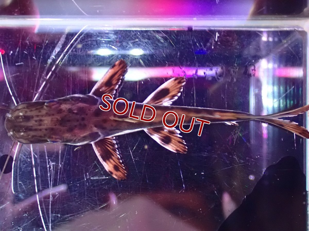 画像4: 【淡水魚】マーブルタイガーシャベルノーズキャット【1匹 サンプル画像】(±5cm)(大型魚)(生体)(熱帯魚)NKO (4)