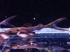 画像1: 【淡水魚】【通販】激安 プラニセプス【1匹 サンプル画像】(±4-5cm)(大型魚)(生体)(熱帯魚)NKO (1)