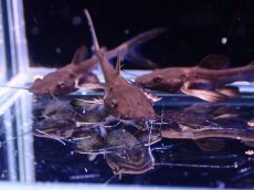 画像2: 【淡水魚】【通販】激安 プラニセプス【1匹 サンプル画像】(±4-5cm)(大型魚)(生体)(熱帯魚)NKO (2)