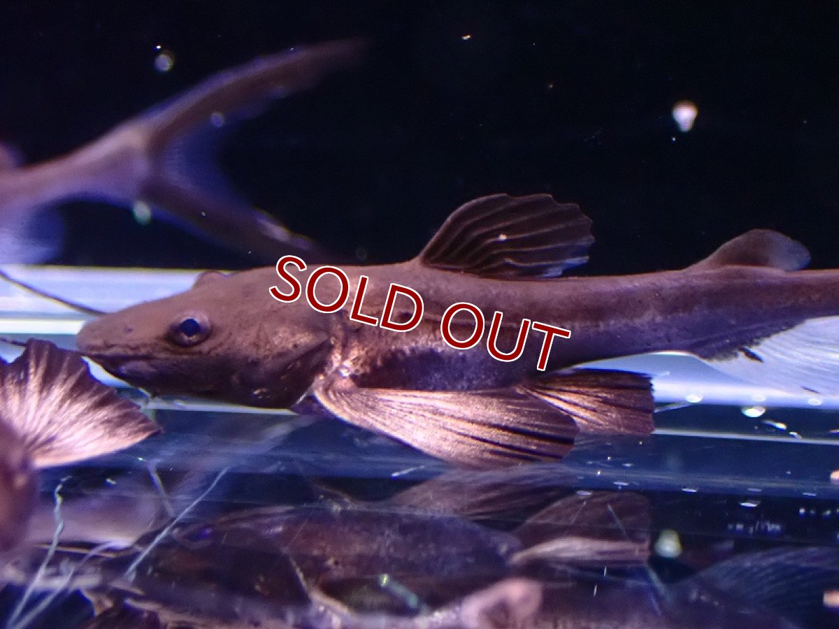 画像3: 【淡水魚】激安 プラニセプス【1匹 サンプル画像】(±4-5cm)(大型魚)(生体)(熱帯魚)NKO (3)