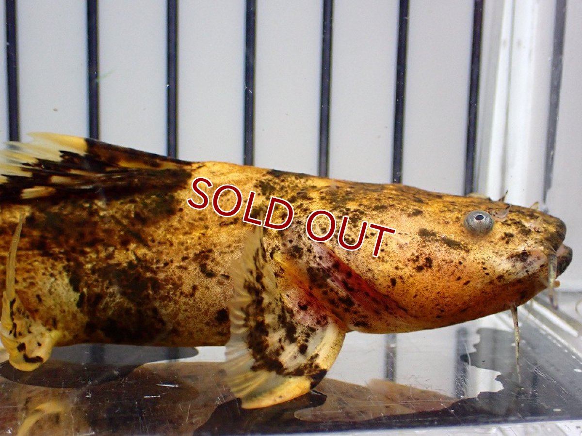 画像2: 【淡水魚】大特価 クイーンジャウーペドラ アウディア産 ワイルド【1匹 サンプル画像】(±10-13cm)(大型魚)(生体)(熱帯魚)NKO (2)