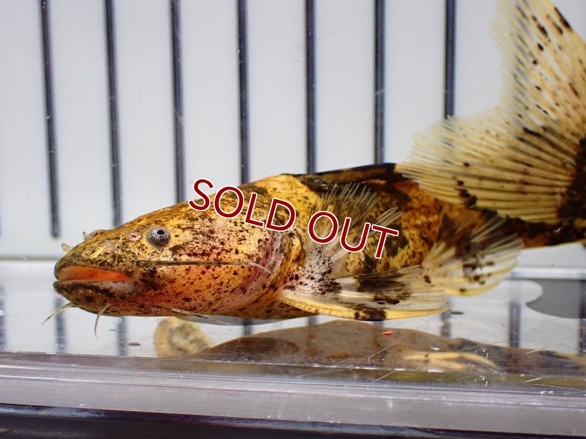 画像3: 【淡水魚】大特価 クイーンジャウーペドラ アウディア産 ワイルド【1匹 サンプル画像】(±10-13cm)(大型魚)(生体)(熱帯魚)NKO (3)