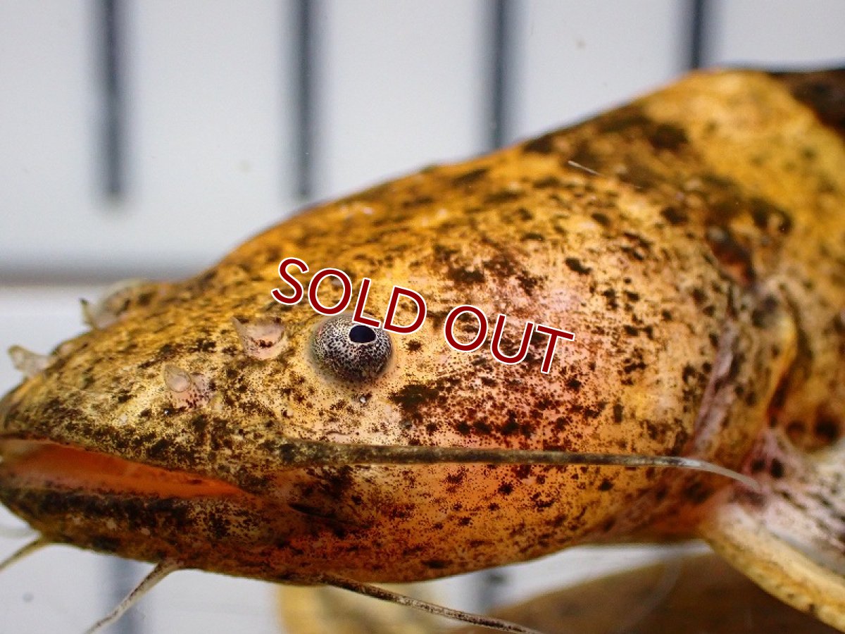 画像4: 【淡水魚】大特価 クイーンジャウーペドラ アウディア産 ワイルド【1匹 サンプル画像】(±10-13cm)(大型魚)(生体)(熱帯魚)NKO (4)