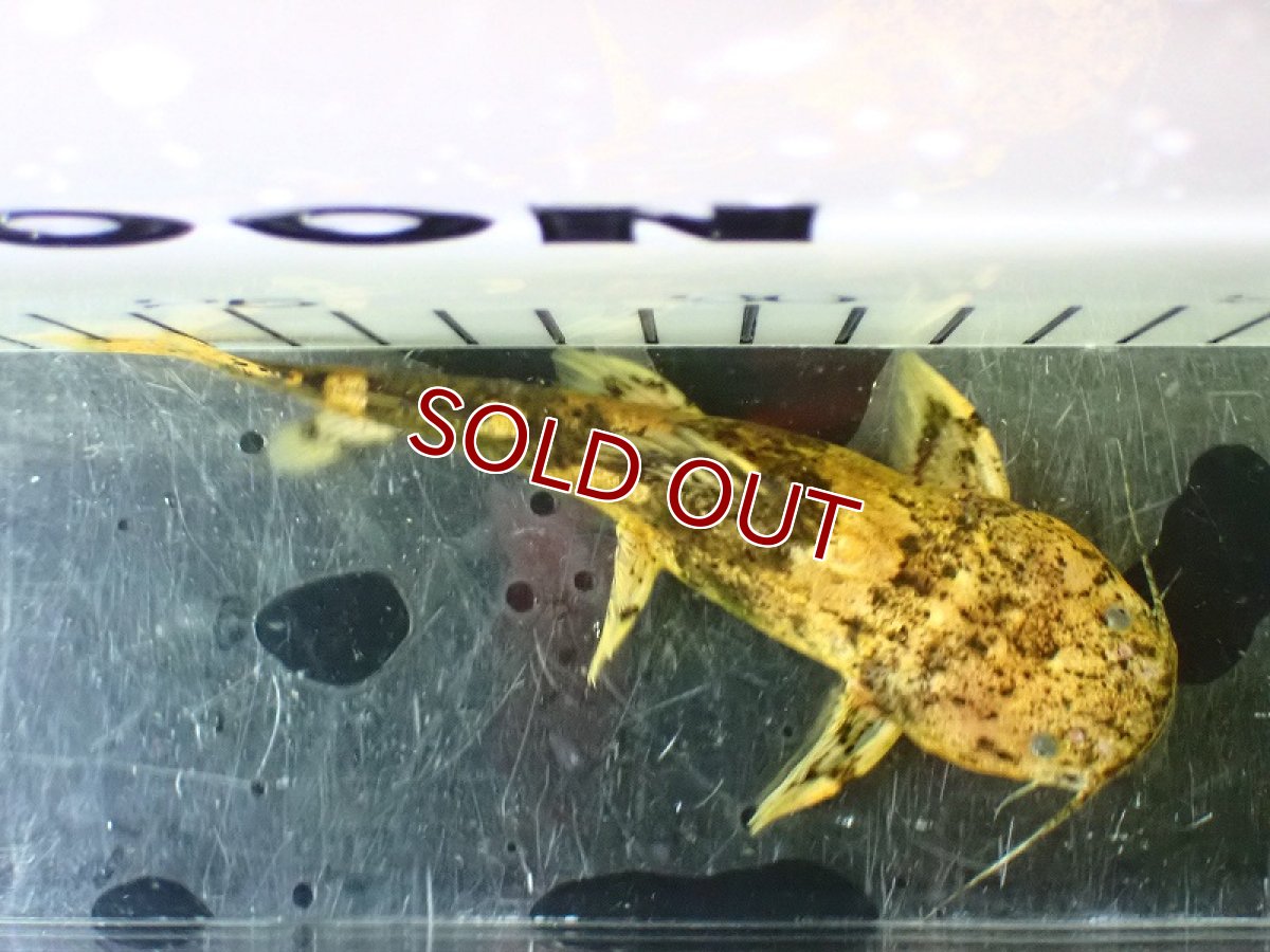 画像5: 【淡水魚】大特価 クイーンジャウーペドラ アウディア産 ワイルド【1匹 サンプル画像】(±10-13cm)(大型魚)(生体)(熱帯魚)NKO (5)