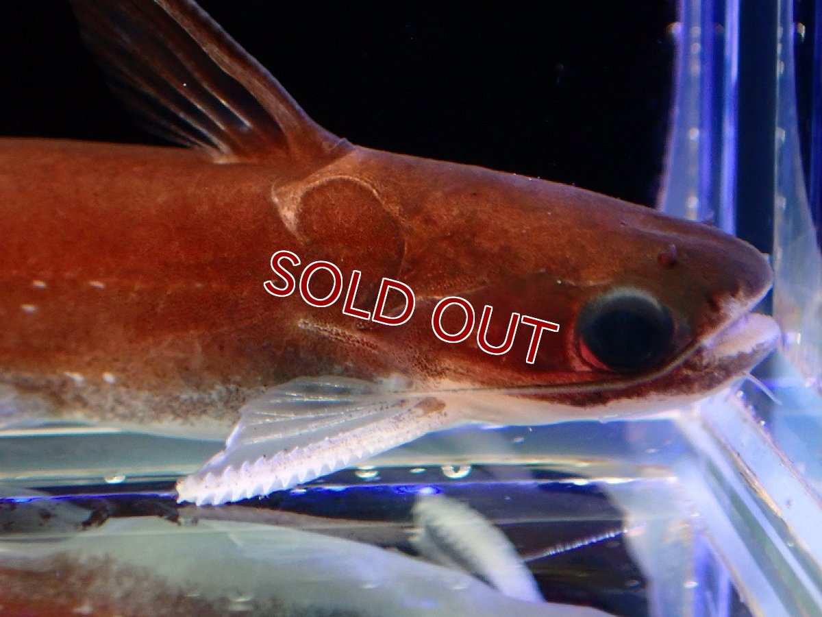 画像2: 【淡水魚】レア種 スターダストタティア リオタパジョス産 ワイルド【1匹 サンプル画像】(±5-6cm)（ナマズ）（生体）（熱帯魚）NK (2)