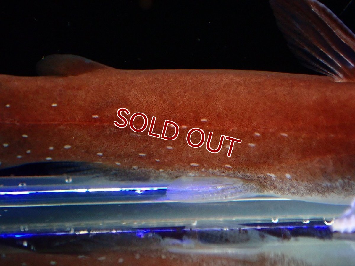 画像3: 【淡水魚】レア種 スターダストタティア リオタパジョス産 ワイルド【1匹 サンプル画像】(±5-6cm)（ナマズ）（生体）（熱帯魚）NK (3)