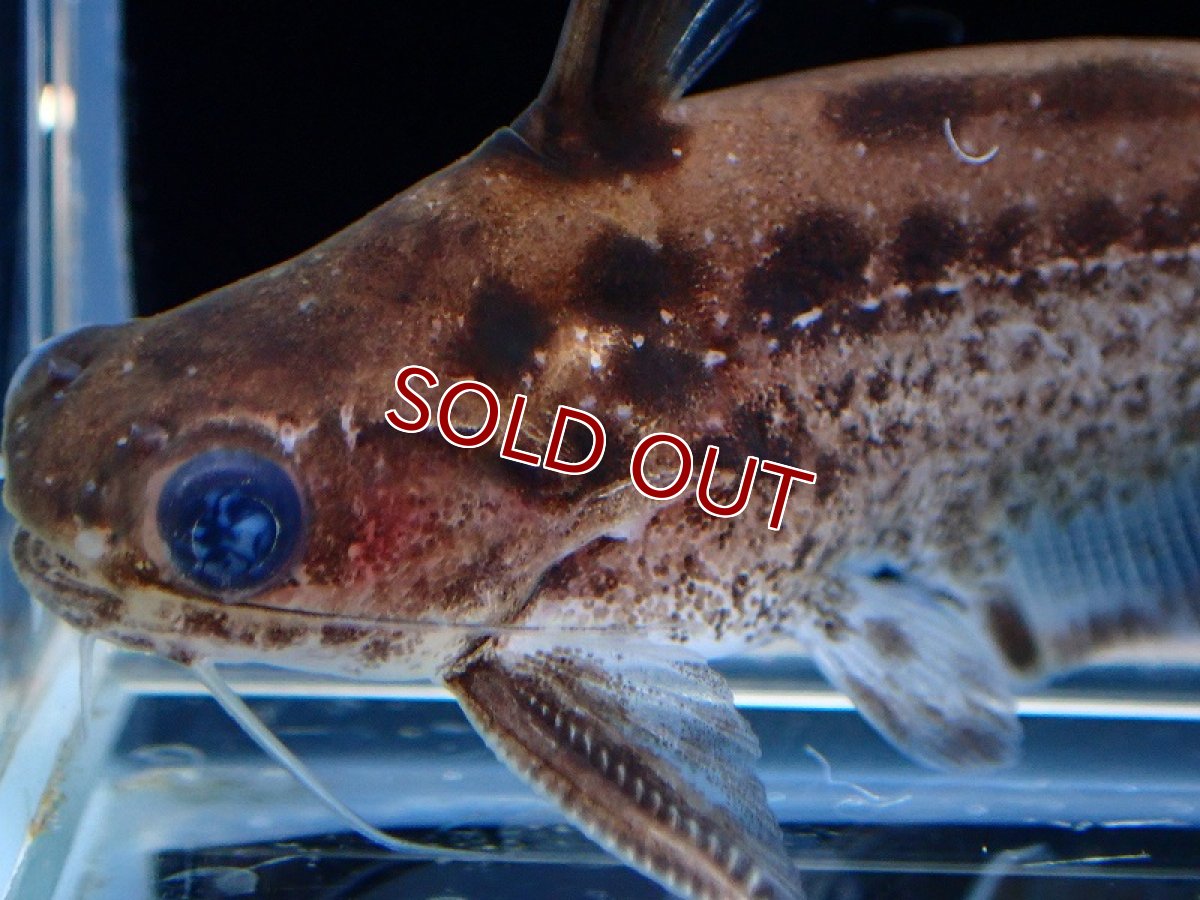 画像2: 【淡水魚】激安 ブルドックタティア ペルー産 ワイルド【1匹 サンプル画像】(±5cm)（ナマズ）（生体）（熱帯魚）NKO (2)