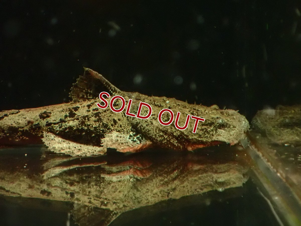 画像2: 【淡水魚】【通販】大特価 チャカチャカ ワイルド【1匹 サンプル画像】(±5cm)（大型魚）（生体）（熱帯魚）NKO (2)