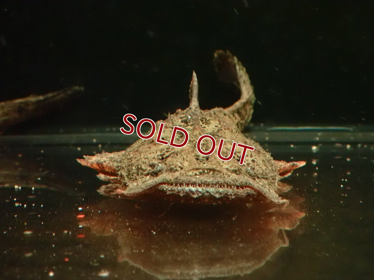 画像3: 【淡水魚】【通販】大特価 チャカチャカ ワイルド【1匹 サンプル画像】(±5cm)（大型魚）（生体）（熱帯魚）NKO (3)