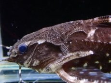画像2: 【淡水魚】【通販】爆安 スポットトーキングキャット ワイルド【1匹 サンプル画像】(±5-7cm)（大型魚）（生体）（熱帯魚）NKO (2)