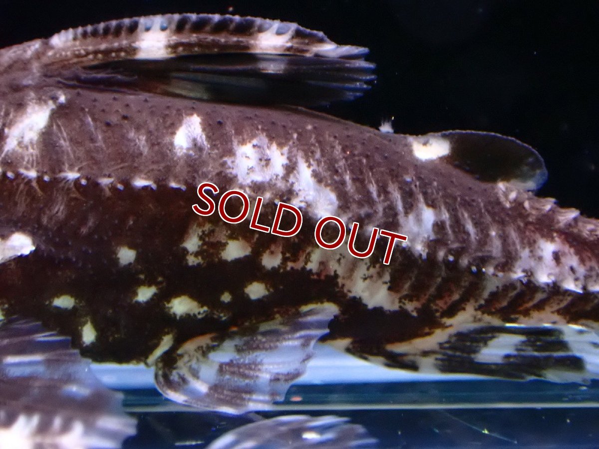 画像3: 【淡水魚】爆安 スポットトーキングキャット ワイルド【1匹 サンプル画像】(±5-7cm)（大型魚）（生体）（熱帯魚）NKO (3)