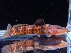 画像1: 【淡水魚】【通販】大特価 アフリカンスポッテッドキャット ワイルド【1匹 サンプル画像】(±5-6cm)（大型魚）（生体）（熱帯魚）NKO (1)