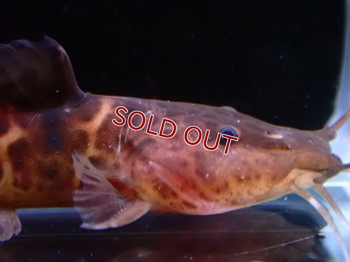 画像2: 【淡水魚】大特価 アフリカンスポッテッドキャット ワイルド【1匹 サンプル画像】(±5-6cm)（大型魚）（生体）（熱帯魚）NKO (2)