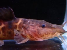 画像2: 【淡水魚】【通販】大特価 アフリカンスポッテッドキャット ワイルド【1匹 サンプル画像】(±5-6cm)（大型魚）（生体）（熱帯魚）NKO (2)