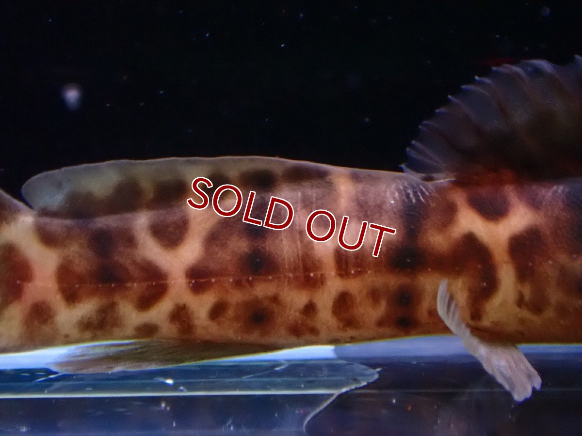 画像3: 【淡水魚】大特価 アフリカンスポッテッドキャット ワイルド【1匹 サンプル画像】(±5-6cm)（大型魚）（生体）（熱帯魚）NKO (3)