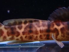 画像3: 【淡水魚】【通販】大特価 アフリカンスポッテッドキャット ワイルド【1匹 サンプル画像】(±5-6cm)（大型魚）（生体）（熱帯魚）NKO (3)