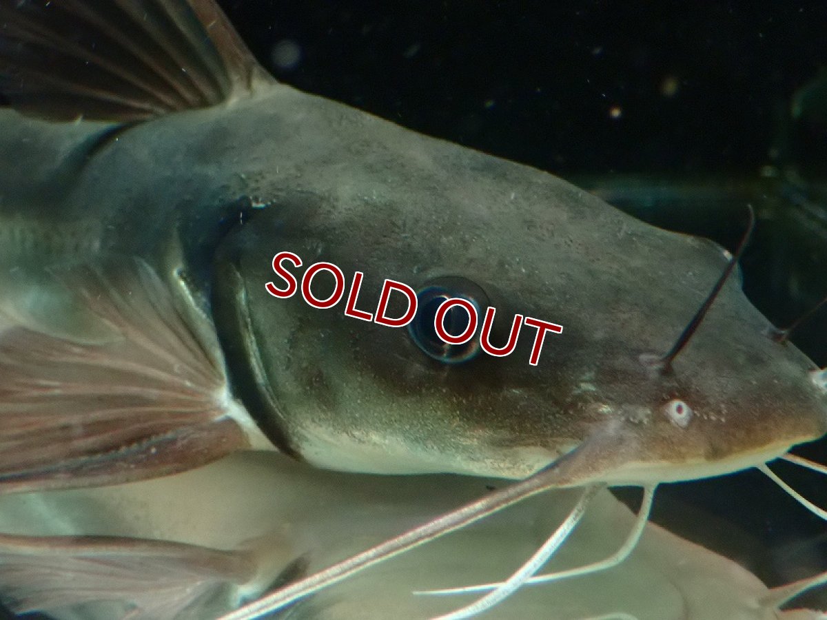 画像2: 【淡水魚】爆安 売り切りセール アフリカンビッグマウスキャット ワイルド【1匹 サンプル画像】(±20-25cm)（大型魚）（生体）（熱帯魚）NKO (2)