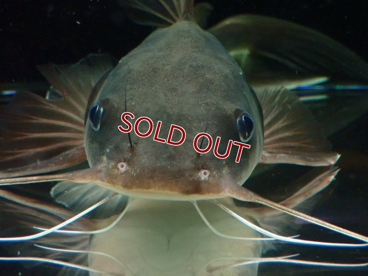 画像3: 【淡水魚】爆安 売り切りセール アフリカンビッグマウスキャット ワイルド【1匹 サンプル画像】(±20-25cm)（大型魚）（生体）（熱帯魚）NKO (3)