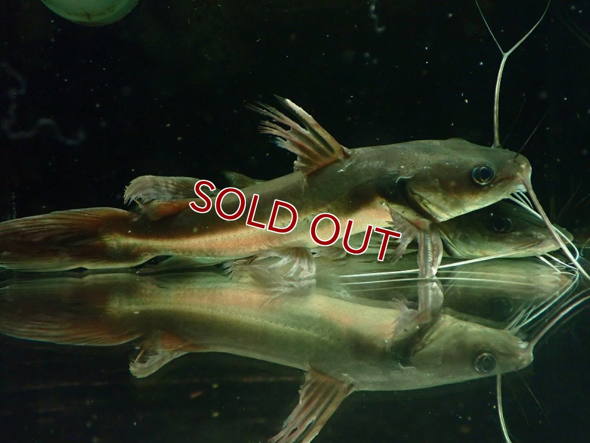 画像4: 【淡水魚】爆安 売り切りセール アフリカンビッグマウスキャット ワイルド【1匹 サンプル画像】(±20-25cm)（大型魚）（生体）（熱帯魚）NKO (4)