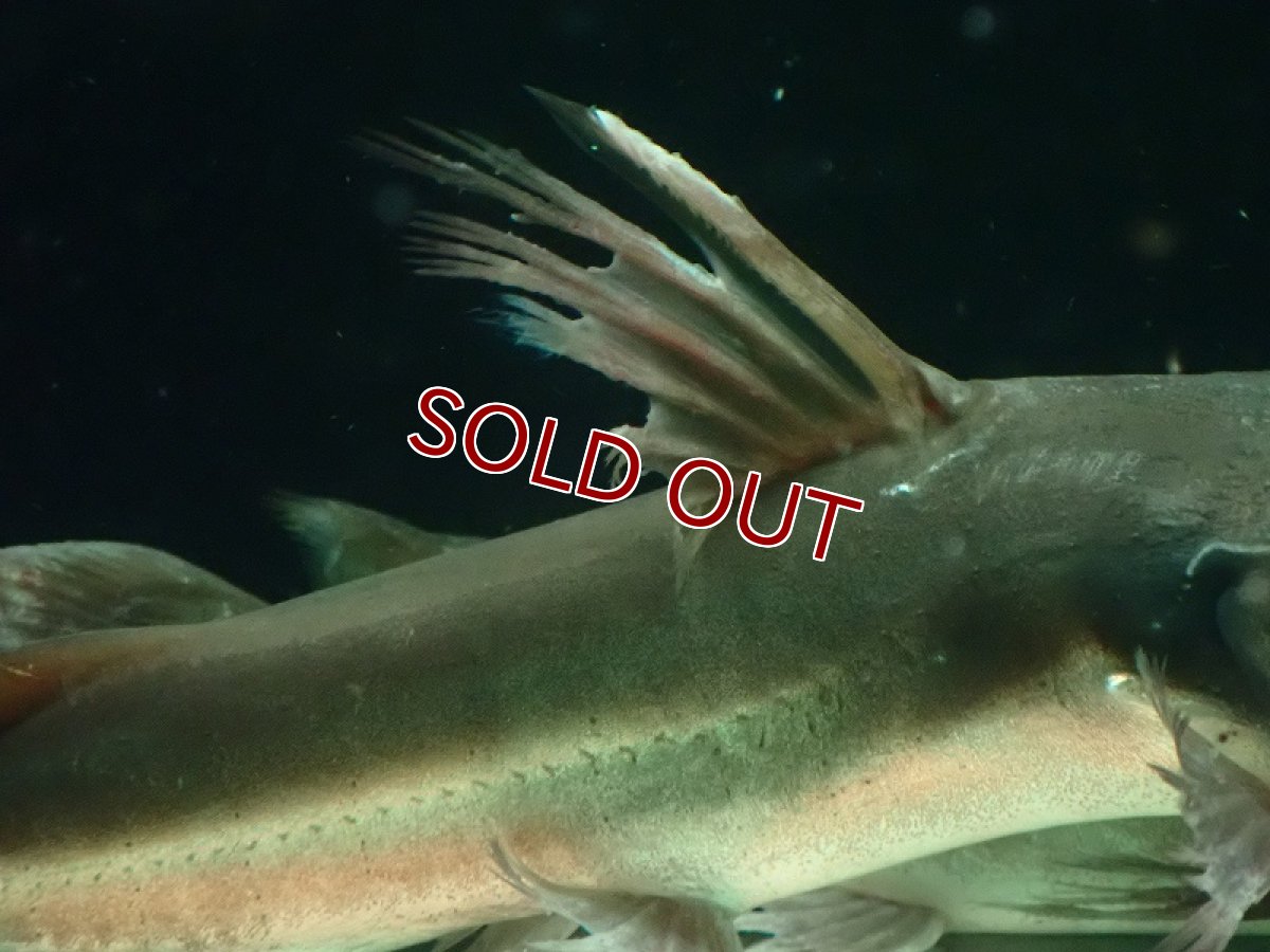 画像5: 【淡水魚】爆安 売り切りセール アフリカンビッグマウスキャット ワイルド【1匹 サンプル画像】(±20-25cm)（大型魚）（生体）（熱帯魚）NKO (5)
