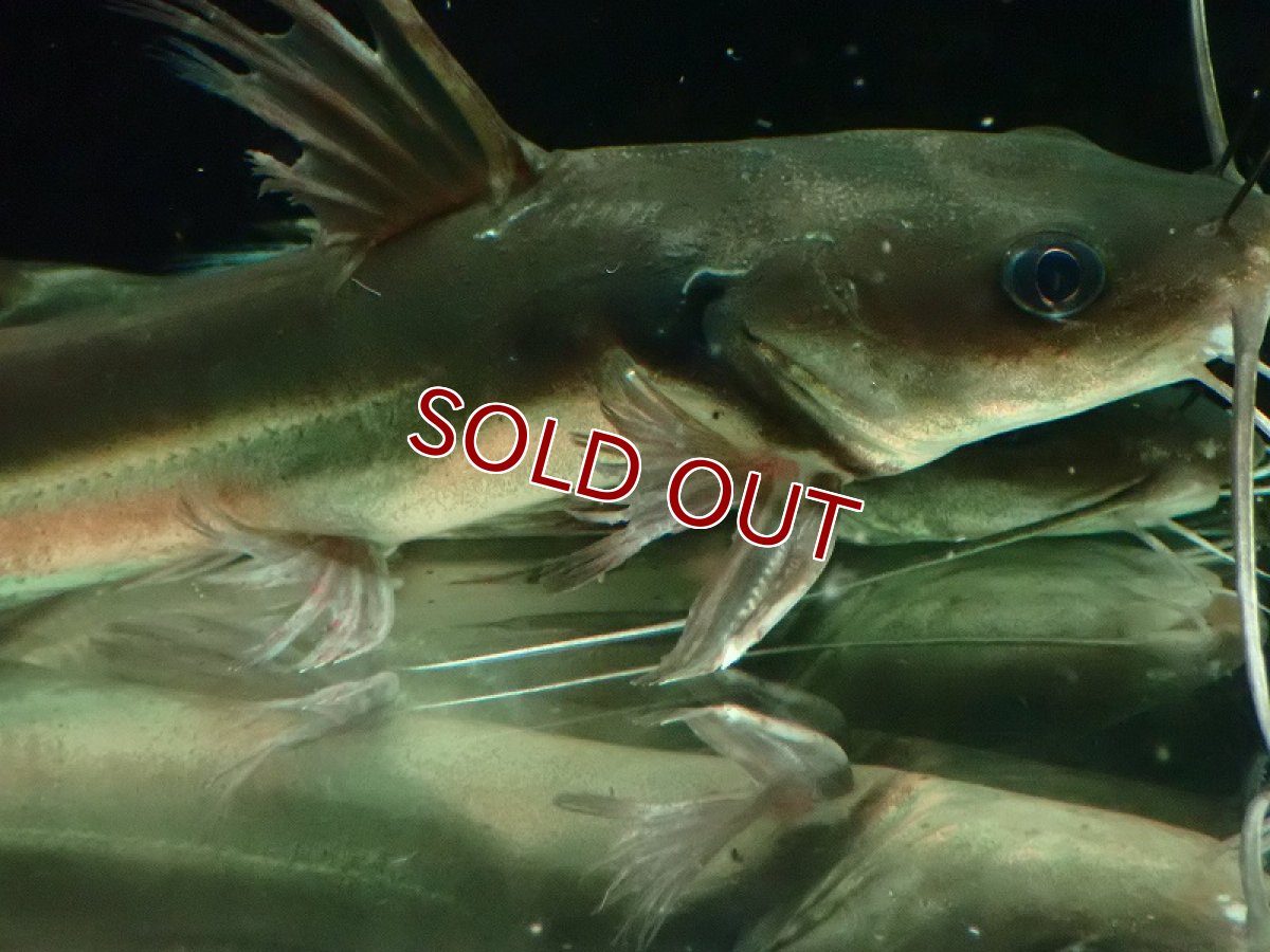 画像6: 【淡水魚】爆安 売り切りセール アフリカンビッグマウスキャット ワイルド【1匹 サンプル画像】(±20-25cm)（大型魚）（生体）（熱帯魚）NKO (6)