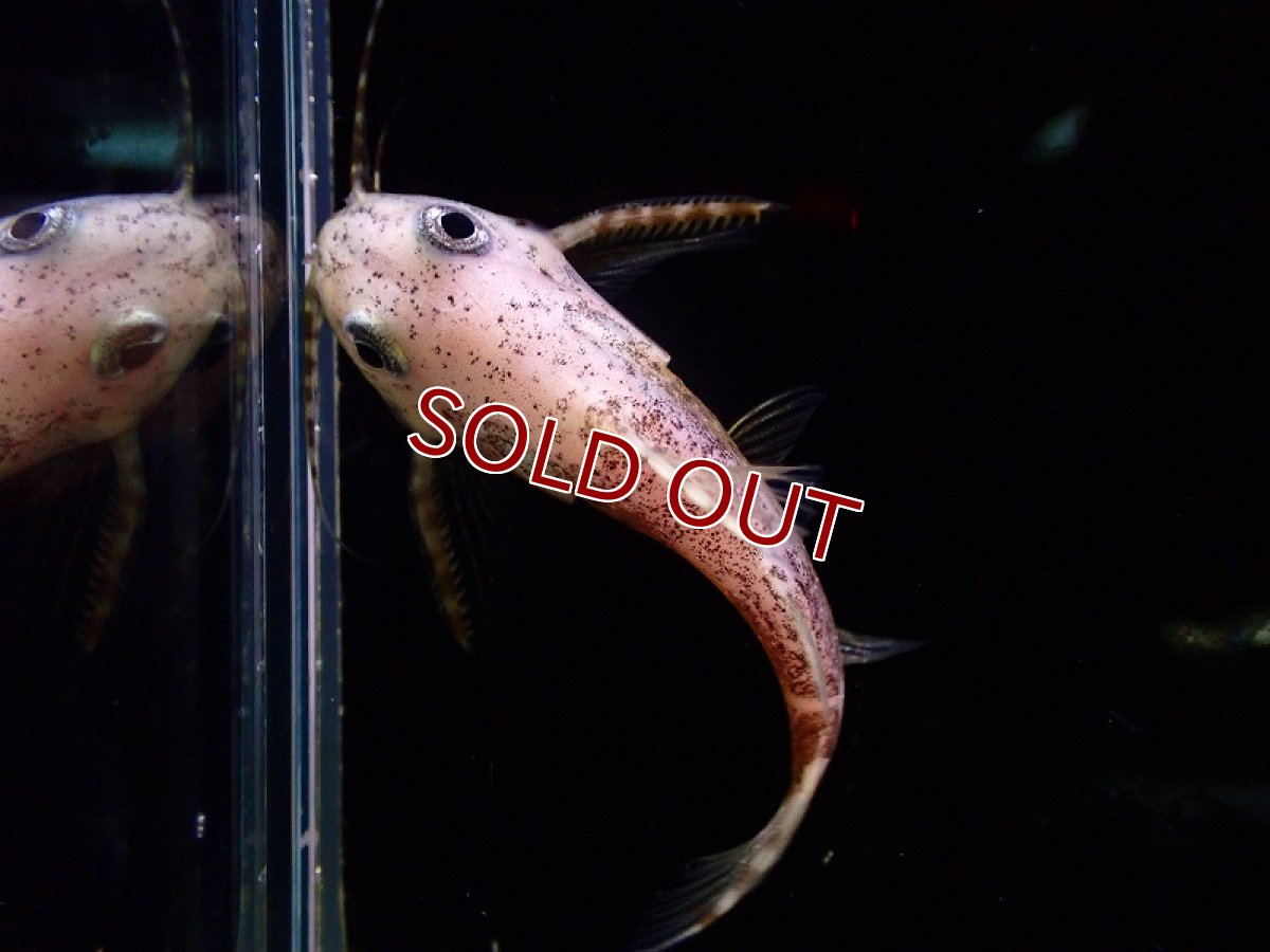 画像2: 【淡水魚】【通販】サカサナマズ【1匹 サンプル画像】（大型魚）（生体）（熱帯魚）NKO (2)