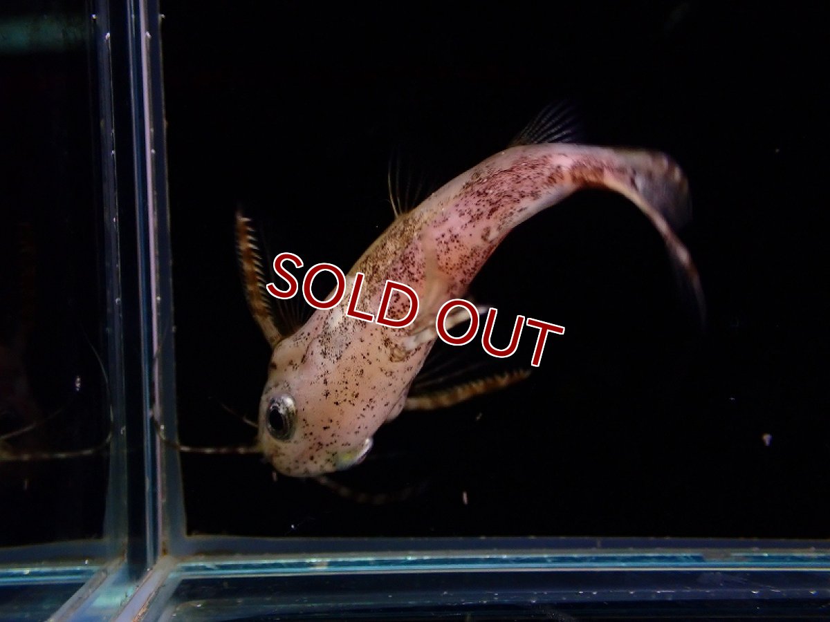 画像3: 【淡水魚】【通販】サカサナマズ【1匹 サンプル画像】（大型魚）（生体）（熱帯魚）NKO (3)