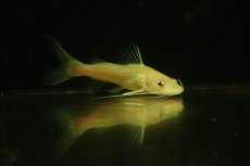 画像1: 【淡水魚】【通販】アルビノイエローミスタス【1匹 サンプル画像】(±7-10cm)（大型魚）（生体）（熱帯魚）NKO (1)