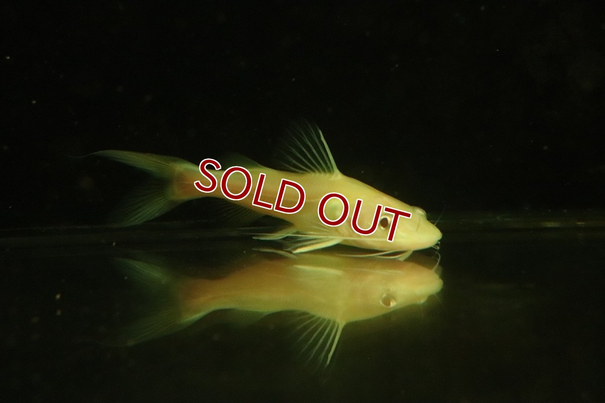 画像2: 【淡水魚】アルビノイエローミスタス【1匹 サンプル画像】(±7-10cm)（大型魚）（生体）（熱帯魚）NKO (2)