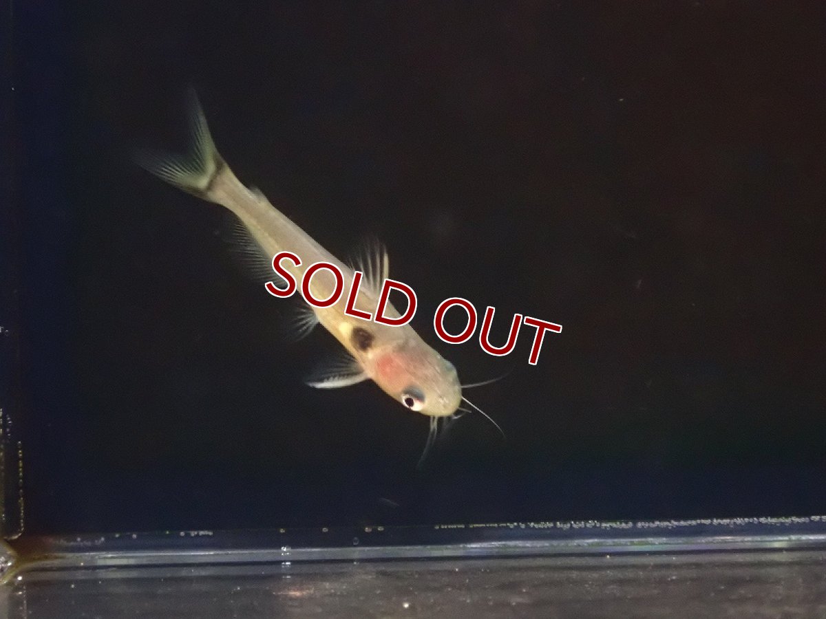 画像2: 【淡水魚】【通販】ゴールデンミスタスキャット【1匹 サンプル画像】（大型魚）（生体）（熱帯魚）NKO (2)