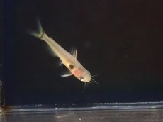 画像2: 【淡水魚】【通販】ゴールデンミスタスキャット【1匹 サンプル画像】（大型魚）（生体）（熱帯魚）NKO (2)