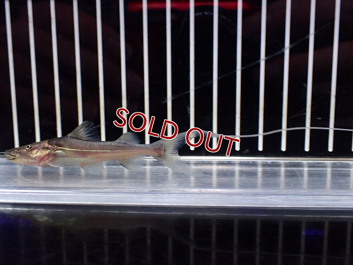 画像2: 【淡水魚】【通販】今月の特価品 大特価 ドラドキャット【1匹 サンプル画像】(±12-15cm)（大型魚）（生体）（熱帯魚）NKO (2)