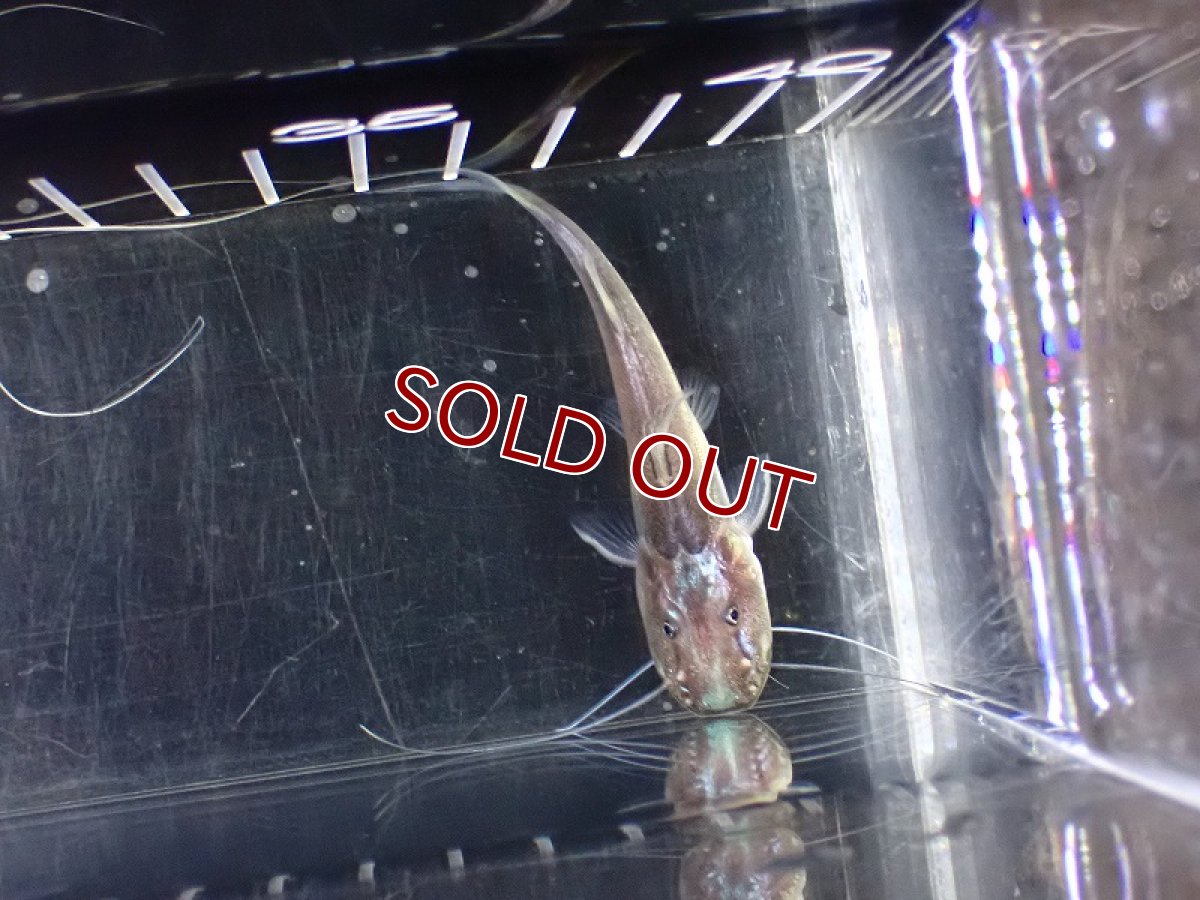 画像3: 【淡水魚】【通販】今月の特価品 大特価 ドラドキャット【1匹 サンプル画像】(±12-15cm)（大型魚）（生体）（熱帯魚）NKO (3)