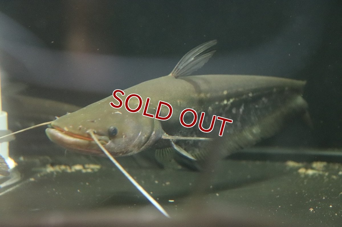 画像2: 【淡水魚】【通販】爆安 ワラゴレーリー【1匹 サンプル画像】(±20-25cm)（大型魚）（生体）（熱帯魚）NKO (2)