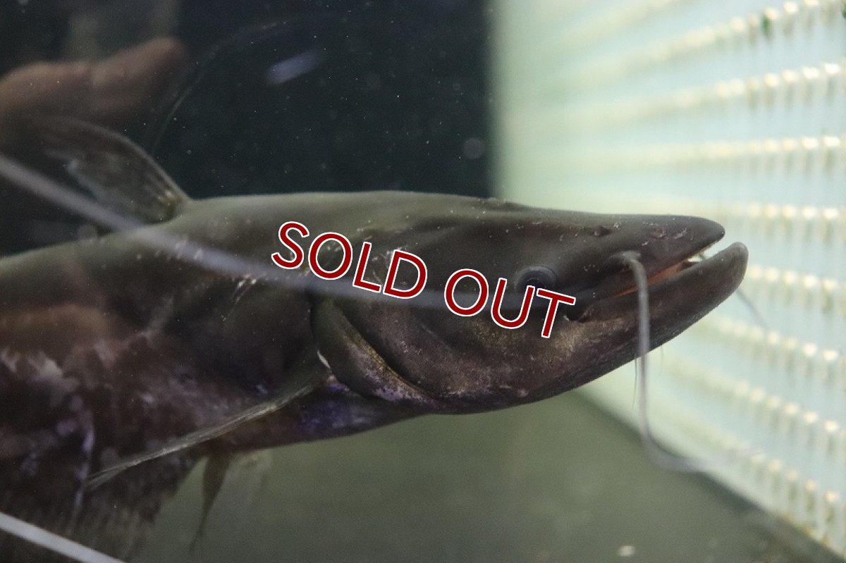 画像3: 【淡水魚】【通販】爆安 ワラゴレーリー【1匹 サンプル画像】(±20-25cm)（大型魚）（生体）（熱帯魚）NKO (3)