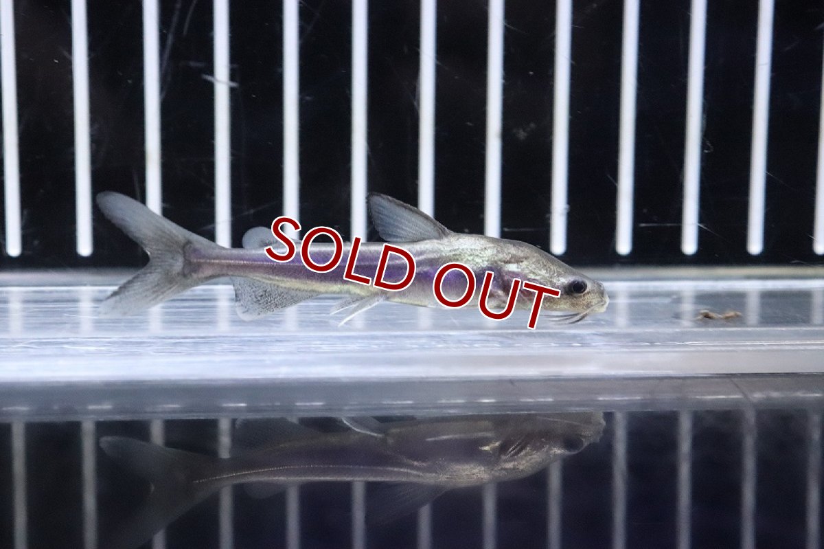 画像3: 【淡水魚】【通販】今激安 ゴールデンシャークキャット【1匹 サンプル画像】(±6cm)（大型魚）（生体）（熱帯魚）NKO (3)