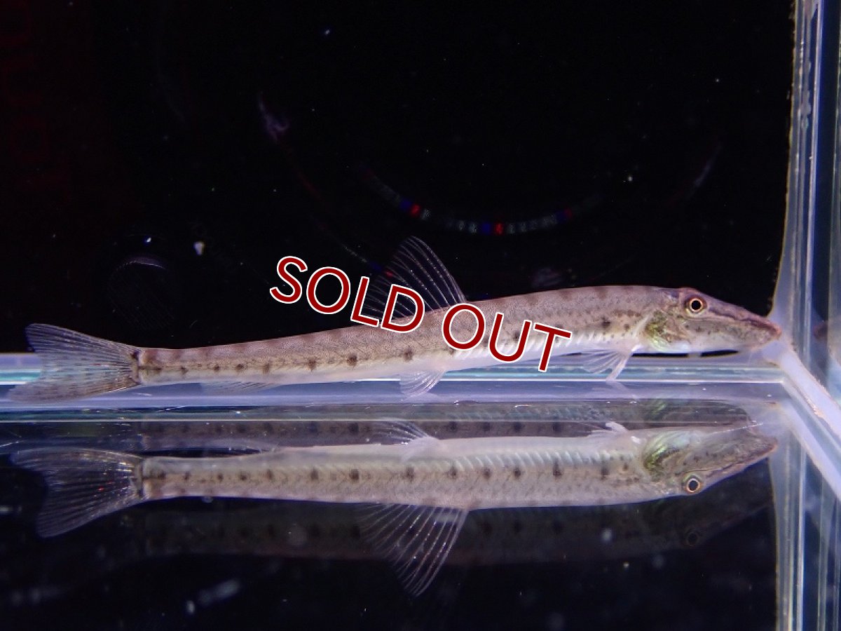 画像1: 【淡水魚】【通販】特価 ホースフェイスローチ【１匹 サンプル画像】(ドジョウ)(生体)(熱帯魚)NK (1)