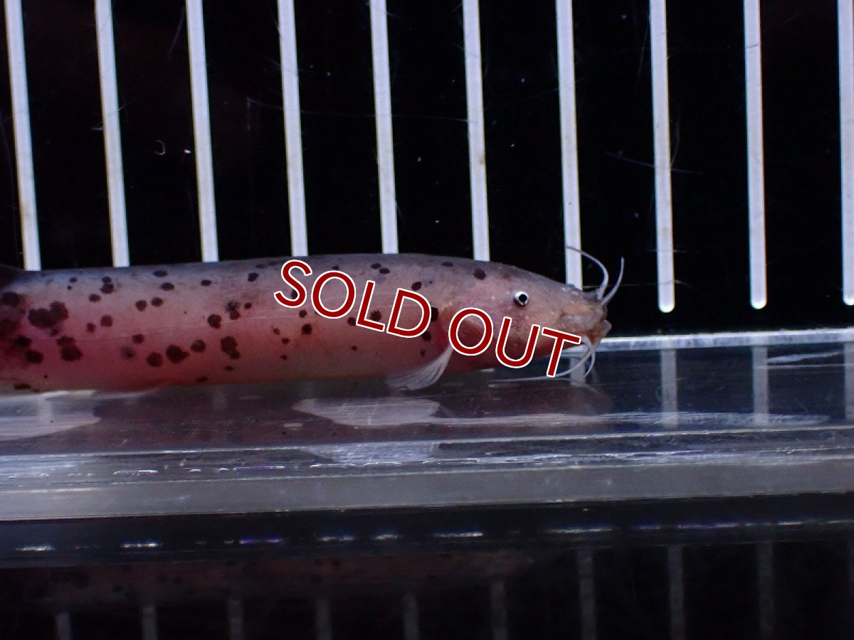 画像3: 【淡水魚】【通販】電気ナマズ(デンキナマズ)【１匹 サンプル画像】(±10-15cm)(大型魚)(生体)(熱帯魚)NKO (3)