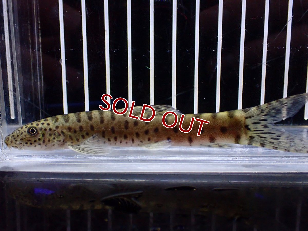 画像1: 【淡水魚】【通販】パラボティア キアンシエンシス【１匹 サンプル画像】(±10cm)(ドジョウ)(生体)(熱帯魚)NK (1)