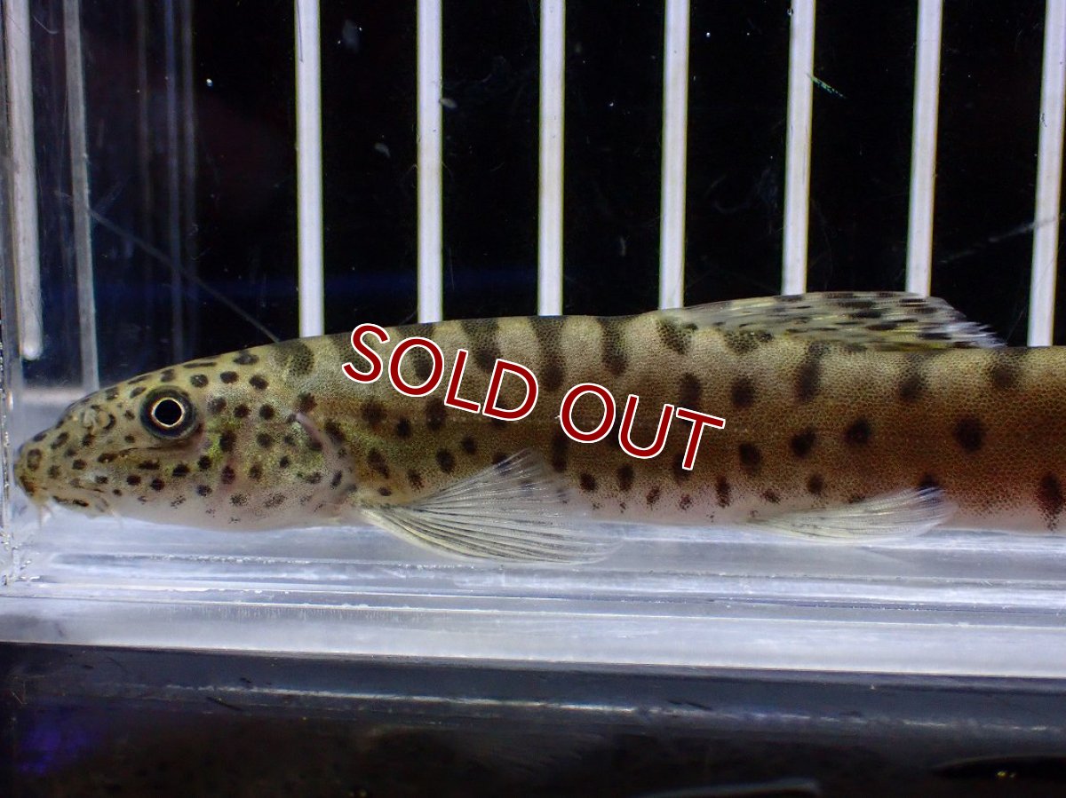 画像2: 【淡水魚】【通販】パラボティア キアンシエンシス【１匹 サンプル画像】(±10cm)(ドジョウ)(生体)(熱帯魚)NK (2)