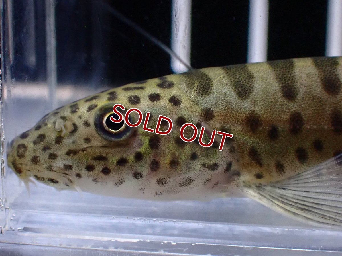 画像3: 【淡水魚】【通販】パラボティア キアンシエンシス【１匹 サンプル画像】(±10cm)(ドジョウ)(生体)(熱帯魚)NK (3)