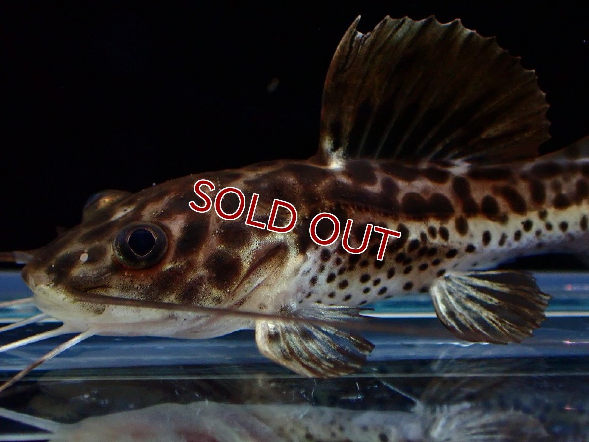 画像2: 【淡水魚】【通販】レア種 ハイブリット レッドテールキャット×イエローセルフィンキャット【１匹 サンプル画像】(±5cm(生体)(熱帯魚)NKO (2)