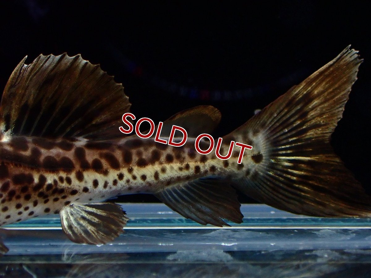 画像3: 【淡水魚】【通販】レア種 ハイブリット レッドテールキャット×イエローセルフィンキャット【１匹 サンプル画像】(±5cm(生体)(熱帯魚)NKO (3)