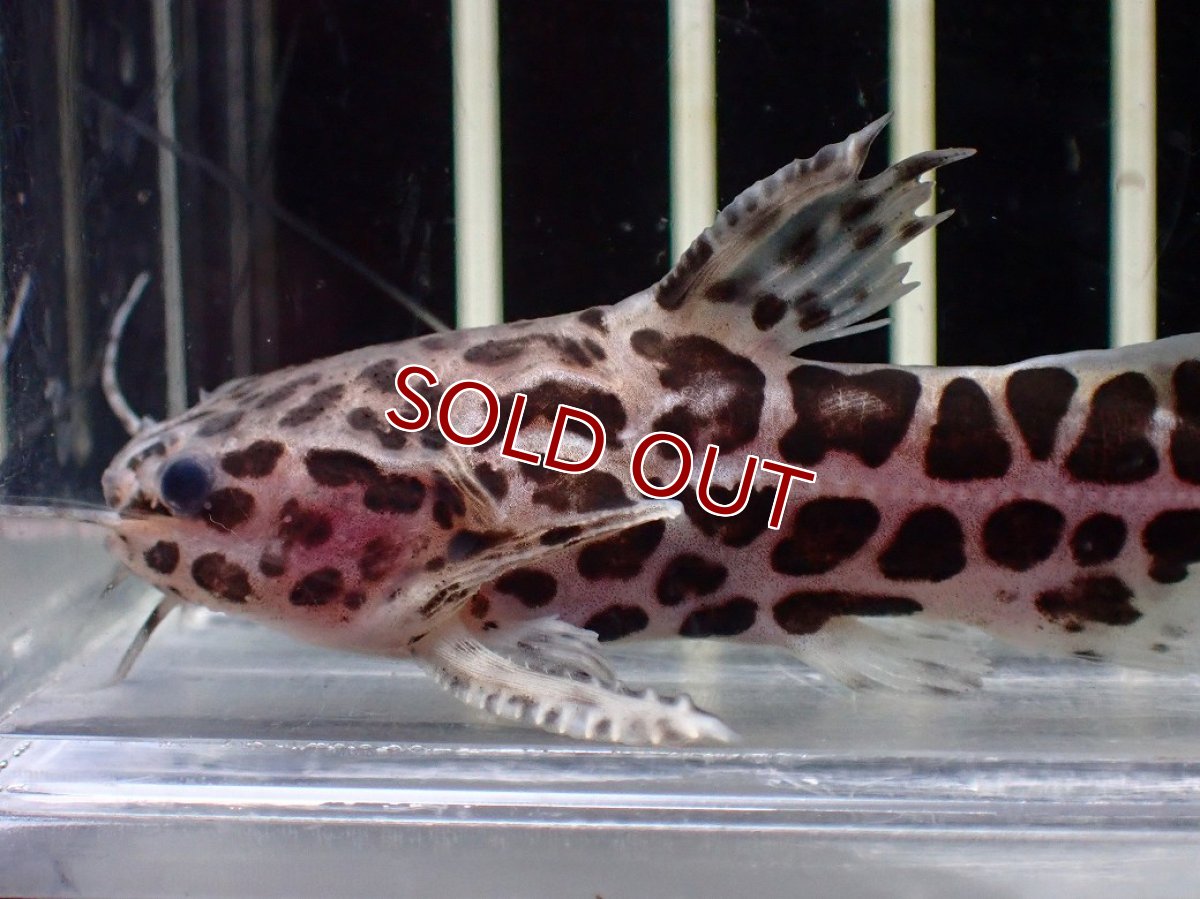 画像2: 【淡水魚】【通販】スカイブルージャガーキャット【１匹 サンプル画像】(±6cm)(大型魚)(生体)(熱帯魚)NKO (2)