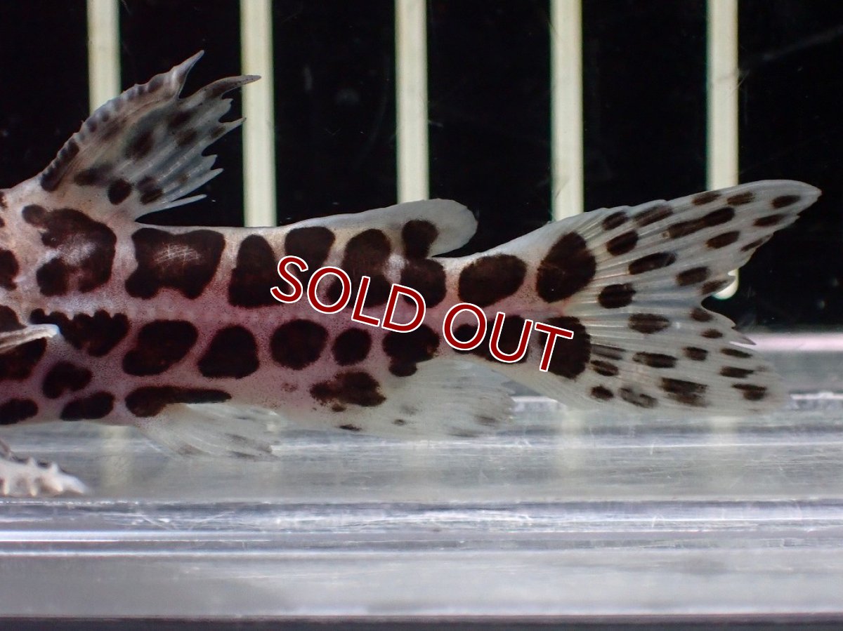 画像3: 【淡水魚】【通販】スカイブルージャガーキャット【１匹 サンプル画像】(±6cm)(大型魚)(生体)(熱帯魚)NKO (3)