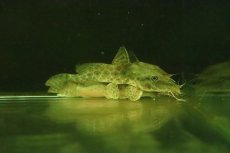 画像1: 【淡水魚】【通販】オーネイトキャット【１匹 サンプル画像】(±7-8cm)(大型魚)(生体)(熱帯魚)NKO (1)